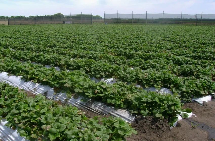 En el caso de Mar del Plata, abarca una superficie aproximada de 25 kilómetros de ancho alrededor de la ciudad.