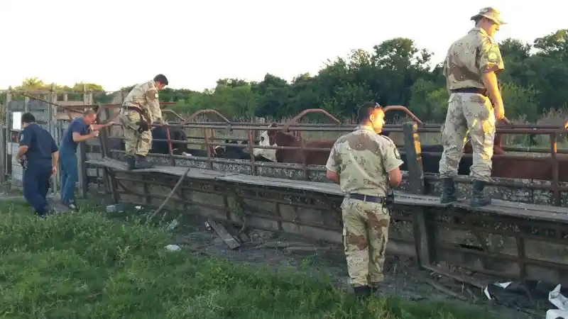 Secuestraron 73 vacunos en una chacra ubicada en Pueblo Brugo