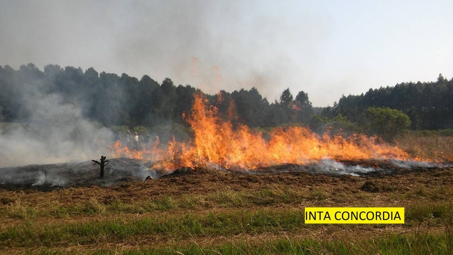 Prevención de incendios forestales 