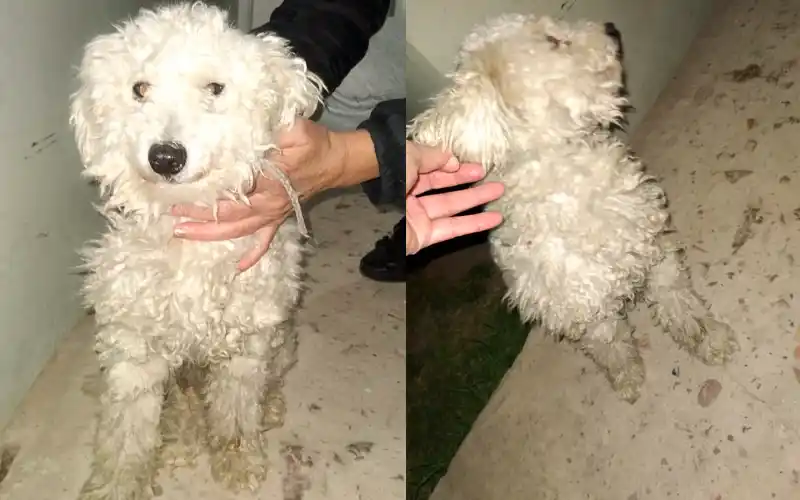 Perrito encontrado: tiene collar verde claro