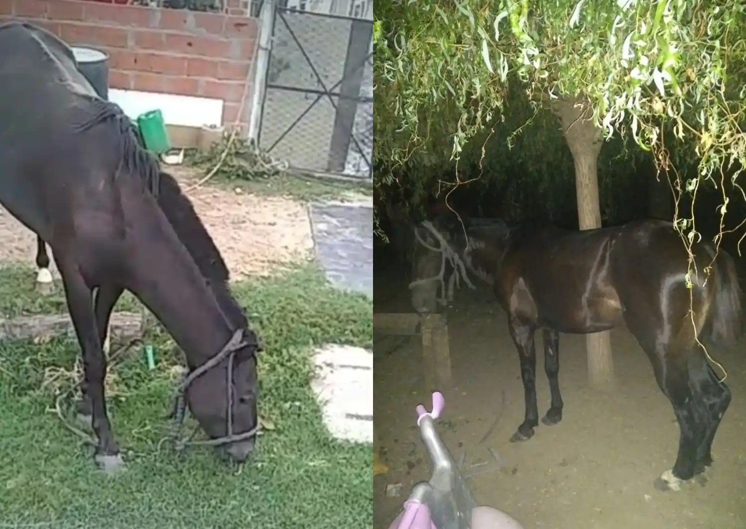 Caballo extraviado en Italia y Litoral