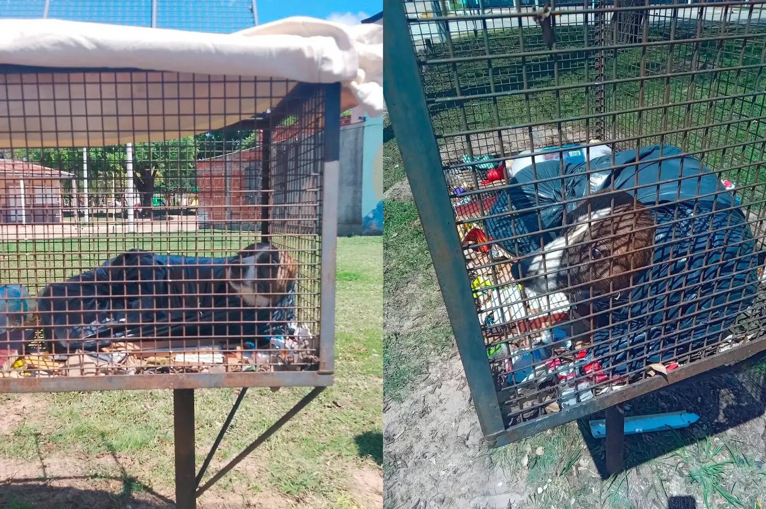 Horror: denunciaron que un perro fue arrojado vivo dentro de una bolsa en barrio 17 de Octubre