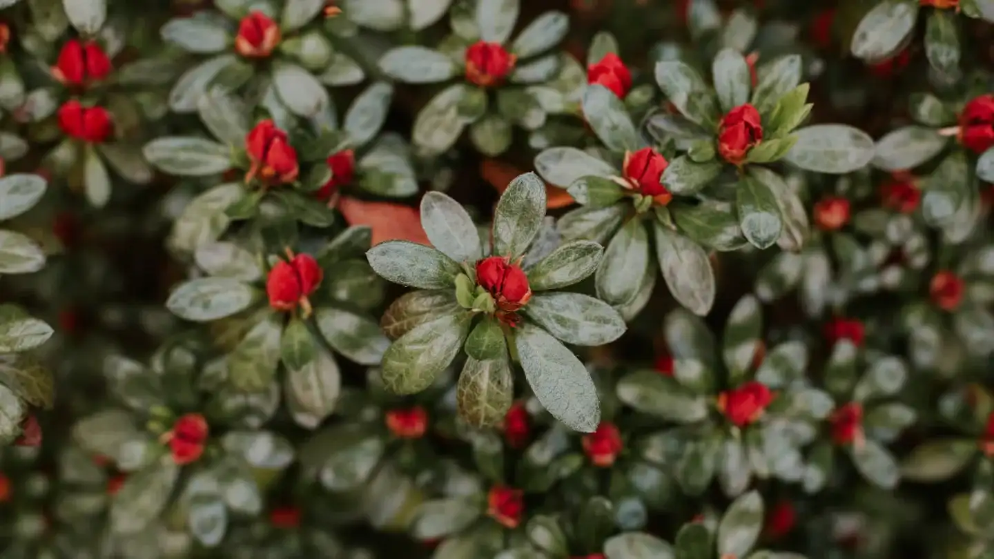 plantas - 1