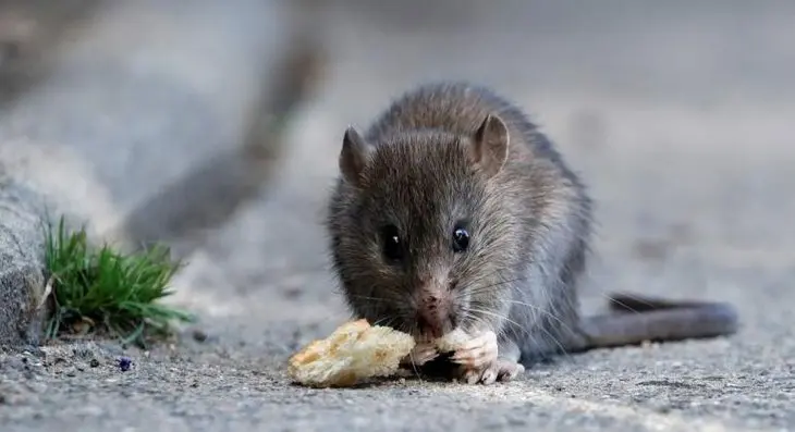 El hantavirus es una zoonosis de alta mortalidad transmitida el contacto con roedores silvestres infectadoss infectados