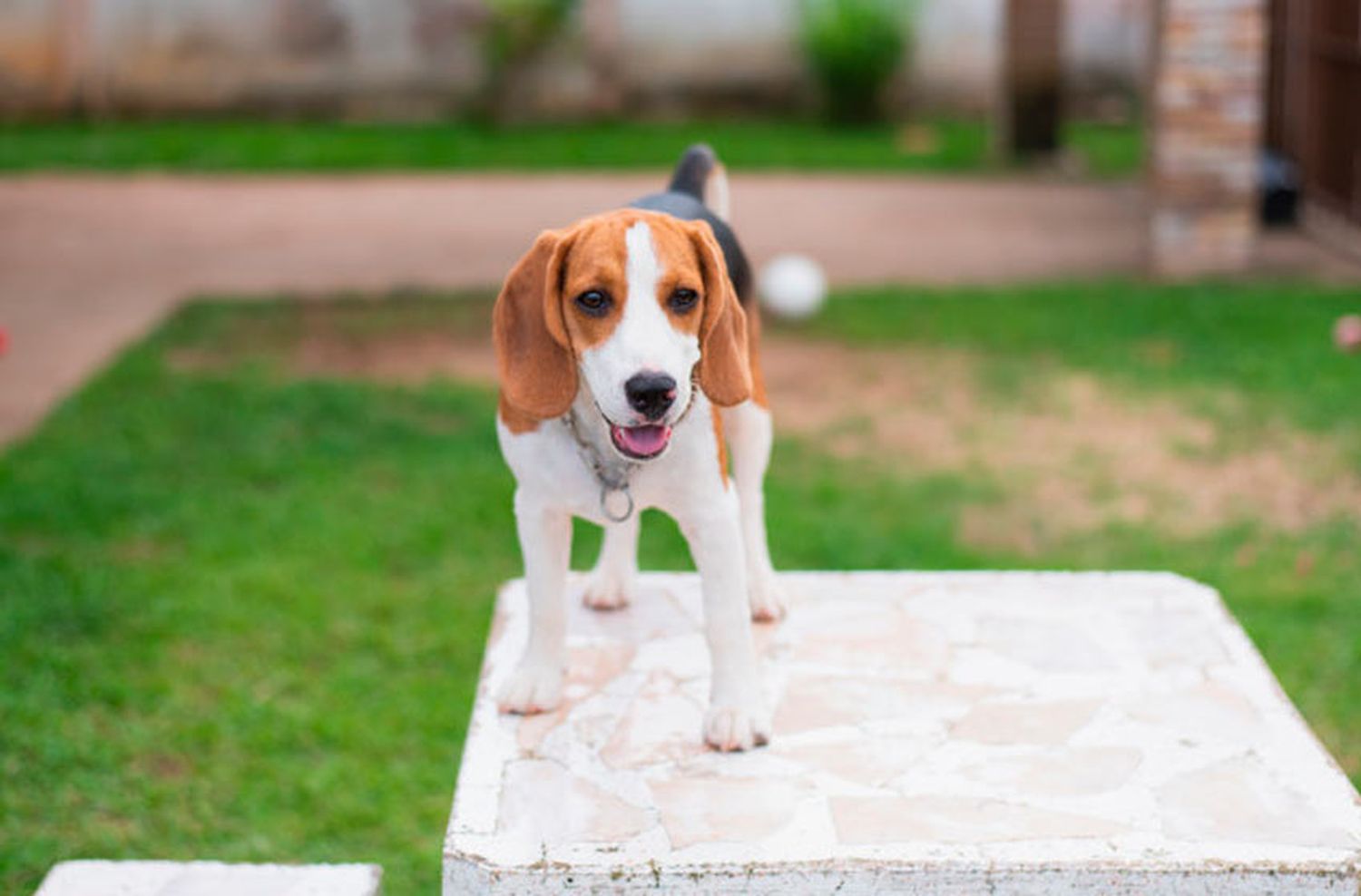 Qué síntomas tienen y cómo cuidar a los animales con coronavirus