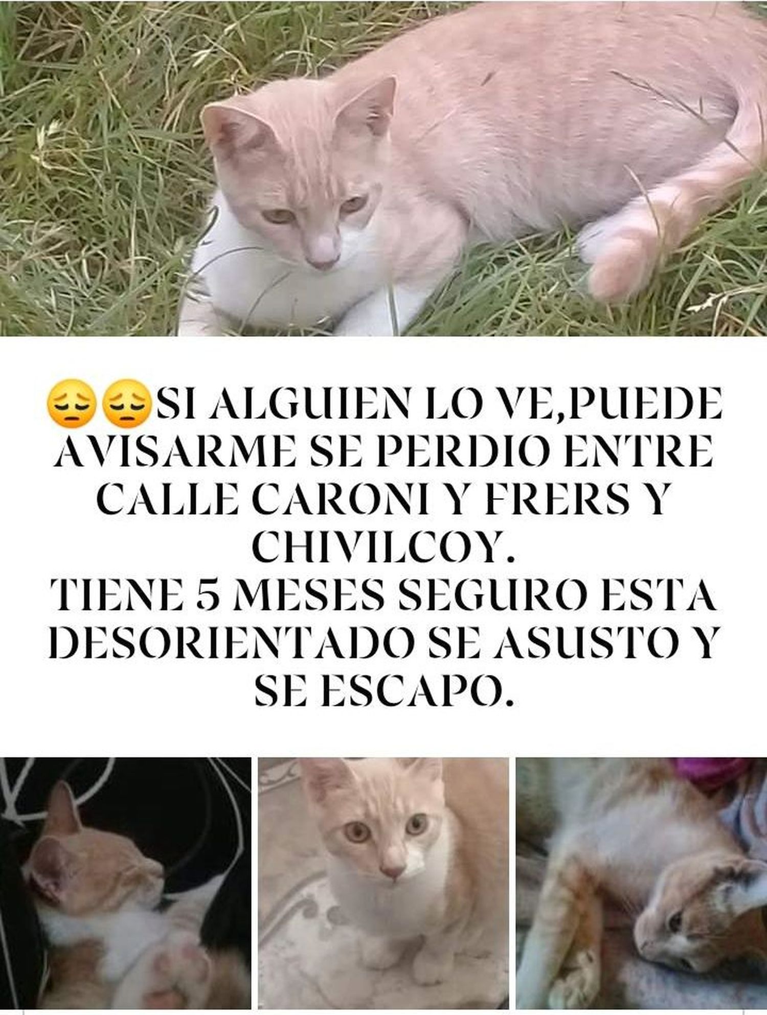 Mascotas perdidas: buscan a “Luci”