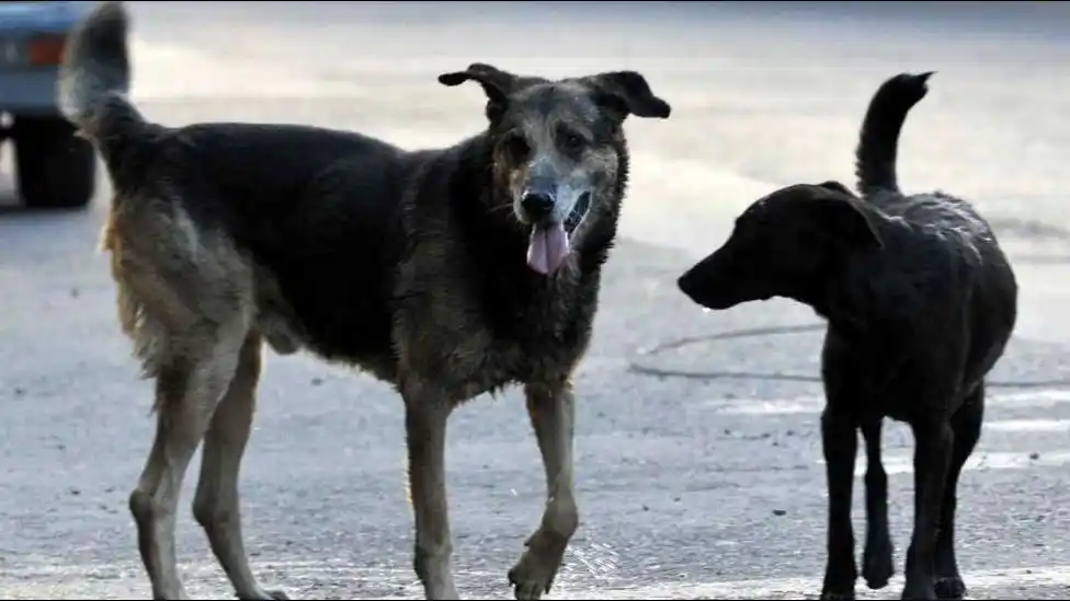 Estudian matar a todos los perros de la calle