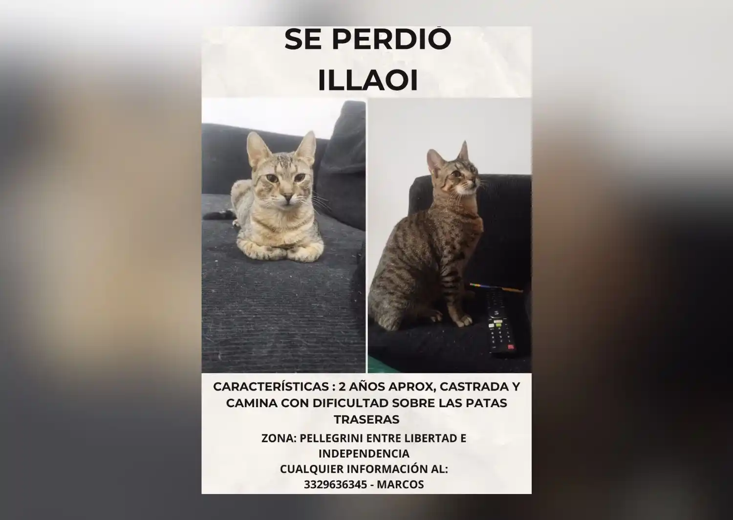 Buscan a la gatita Illaoi