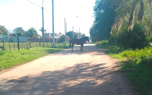 Calle Rojas: “Cuidado con el caballo y cuidenlo”
