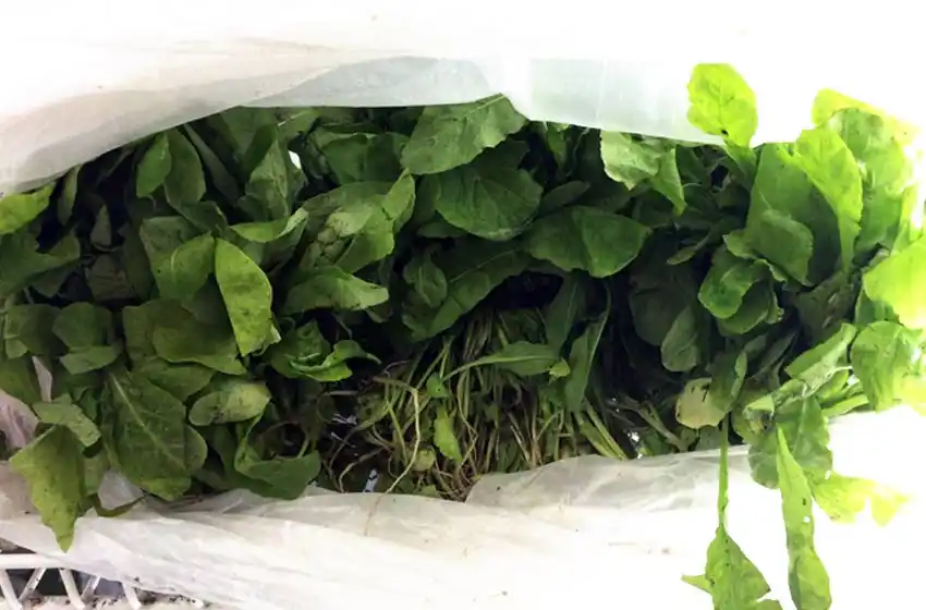 Fiebre verde: también aumenta el precio de la rúcula