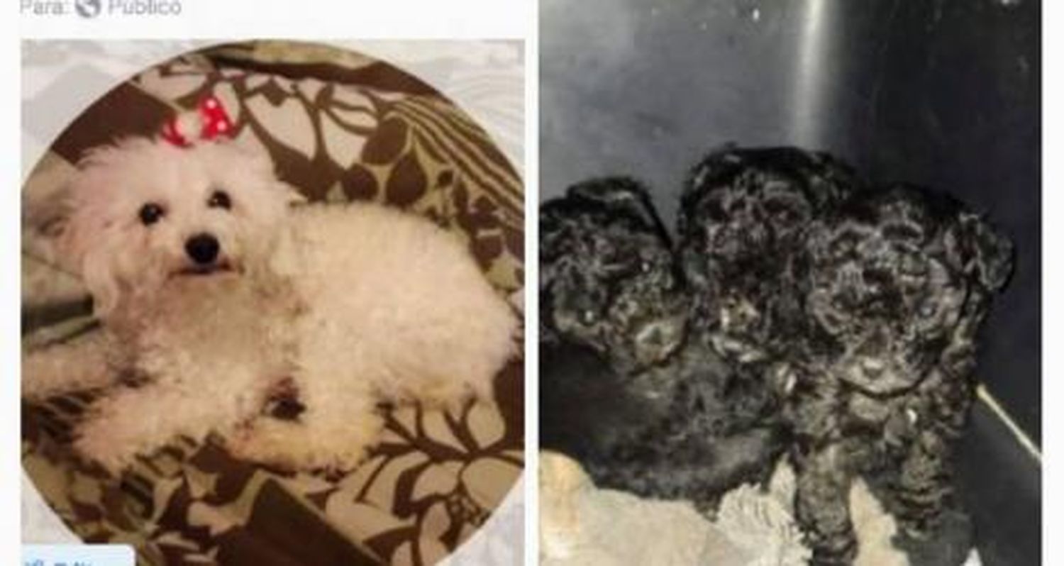 La caniche perdida de Griselda