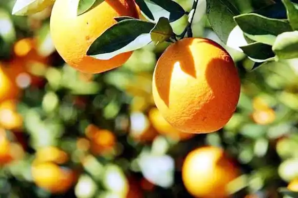 Pablo Molo es el nuevo  presidente de la FeCiER