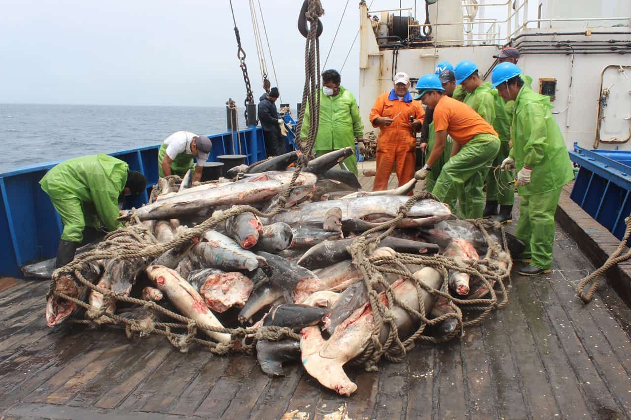 Tras las huellas de la flota china alrededor de las Galápagos