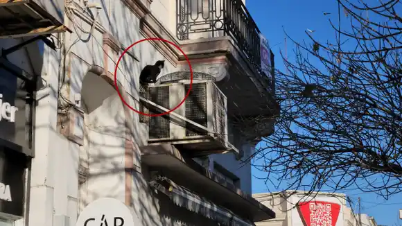 Rescataron a una gatita atrapada en una red sobre un techo en pleno centro de Rafaela