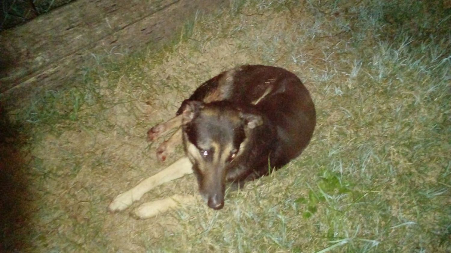 Le pegó un tiro al perro de una vecina