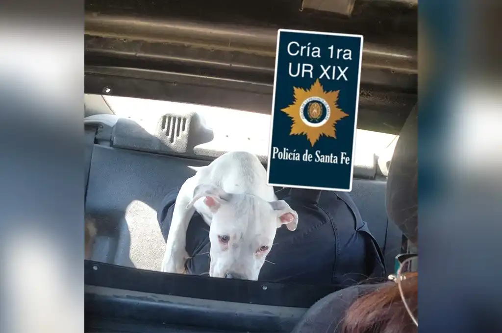 Le robaron un cachorro Pitbull de cuatro meses: lo encontraron en la casa del presunto ladrón