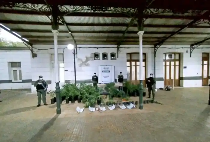 invernadero marihuana rosario - 2