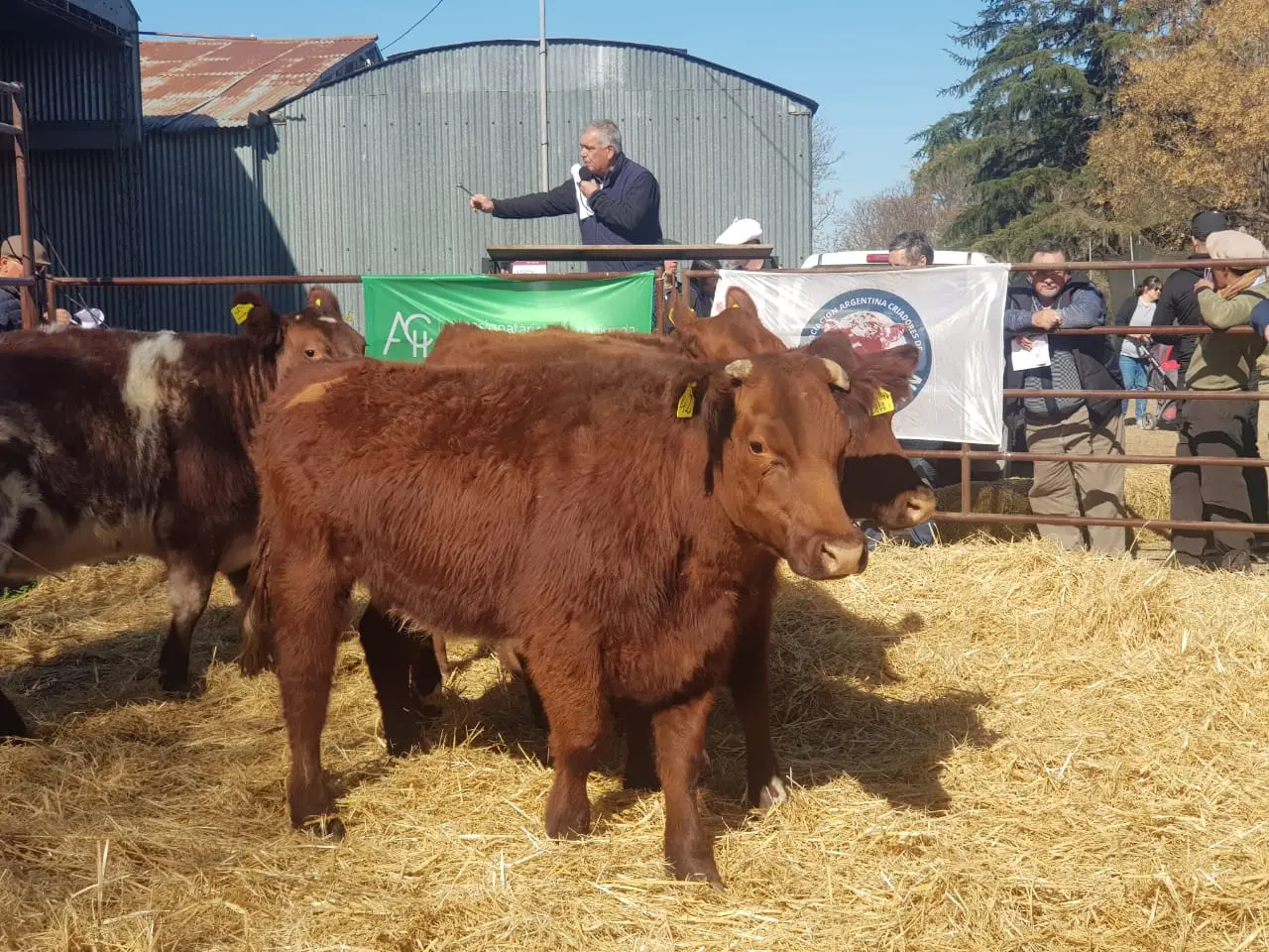 Los Shorthorn de la familia Plaul cada vez más consolidados