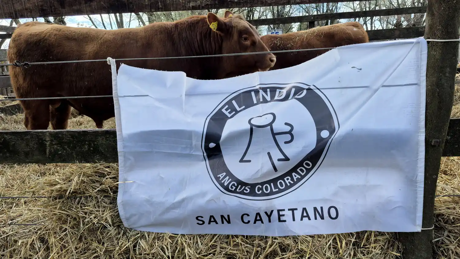 Bella ganado