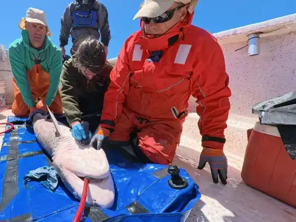 El “jardín de infantes” de los tiburones: una investigación clave para conservar el equilibrio del Atlántico Sur