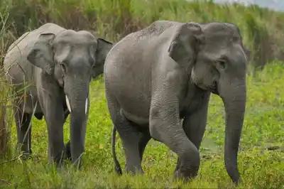 Malasia: una manada de elefantes irrumpió en una campamento y mataron a un trabajador mientras dormía