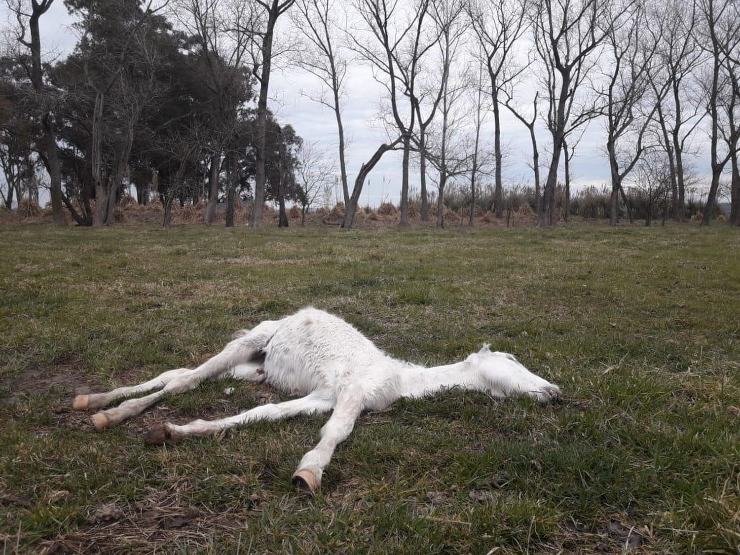 Desgarrador maltrato animal en Ezeiza: Hay unos 25 caballos muertos y rescataron otros 420 de un campo