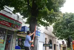 Poda en Tandil: ¿Por qué ya no se cortan todas las ramas de los árboles?