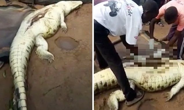 Mataron a un cocodrilo, lo abrieron y sacaron los restos de un niño