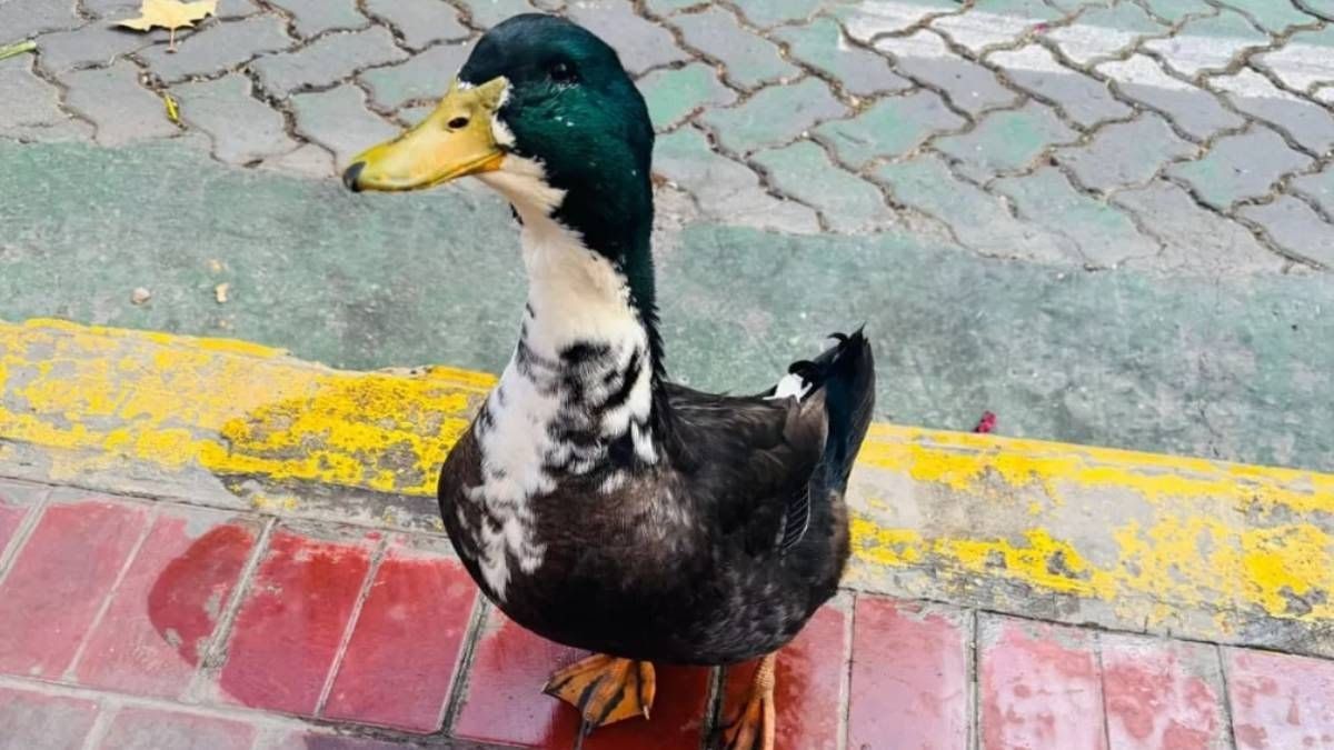 Patito