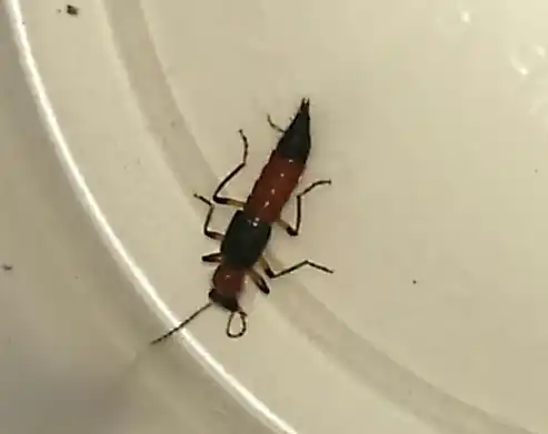 Paederus Irritans: Cómo evitar la atracción del insecto hacia los hogares