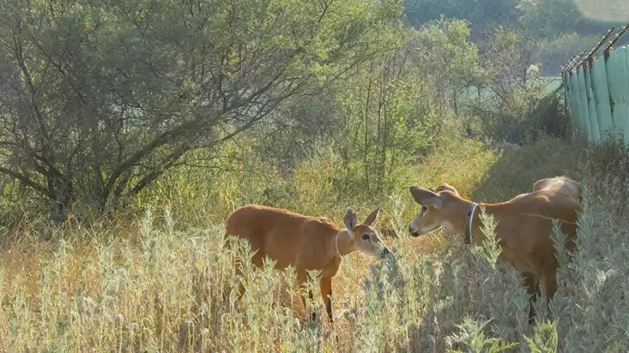 Con la caza no resolverán el problema de ciervos axis