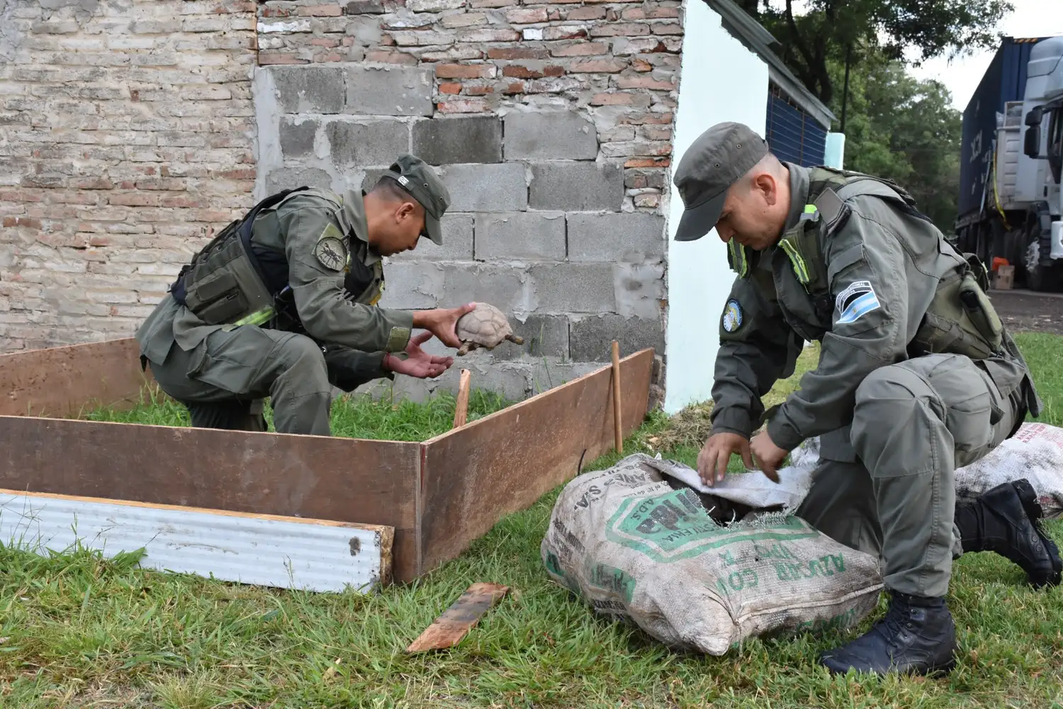 gendarmeria nacional tortugas loros - 1