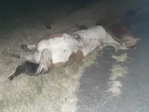 Otro accidente por animales sueltos: un caballo murió atropellado en la Ruta 12