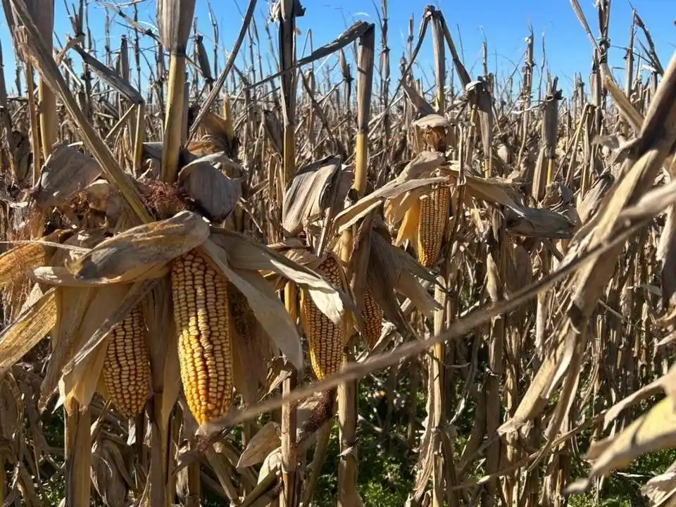 La campaña de maíz entusiasma: optimismo para un nuevo ciclo con mejores perspectivas