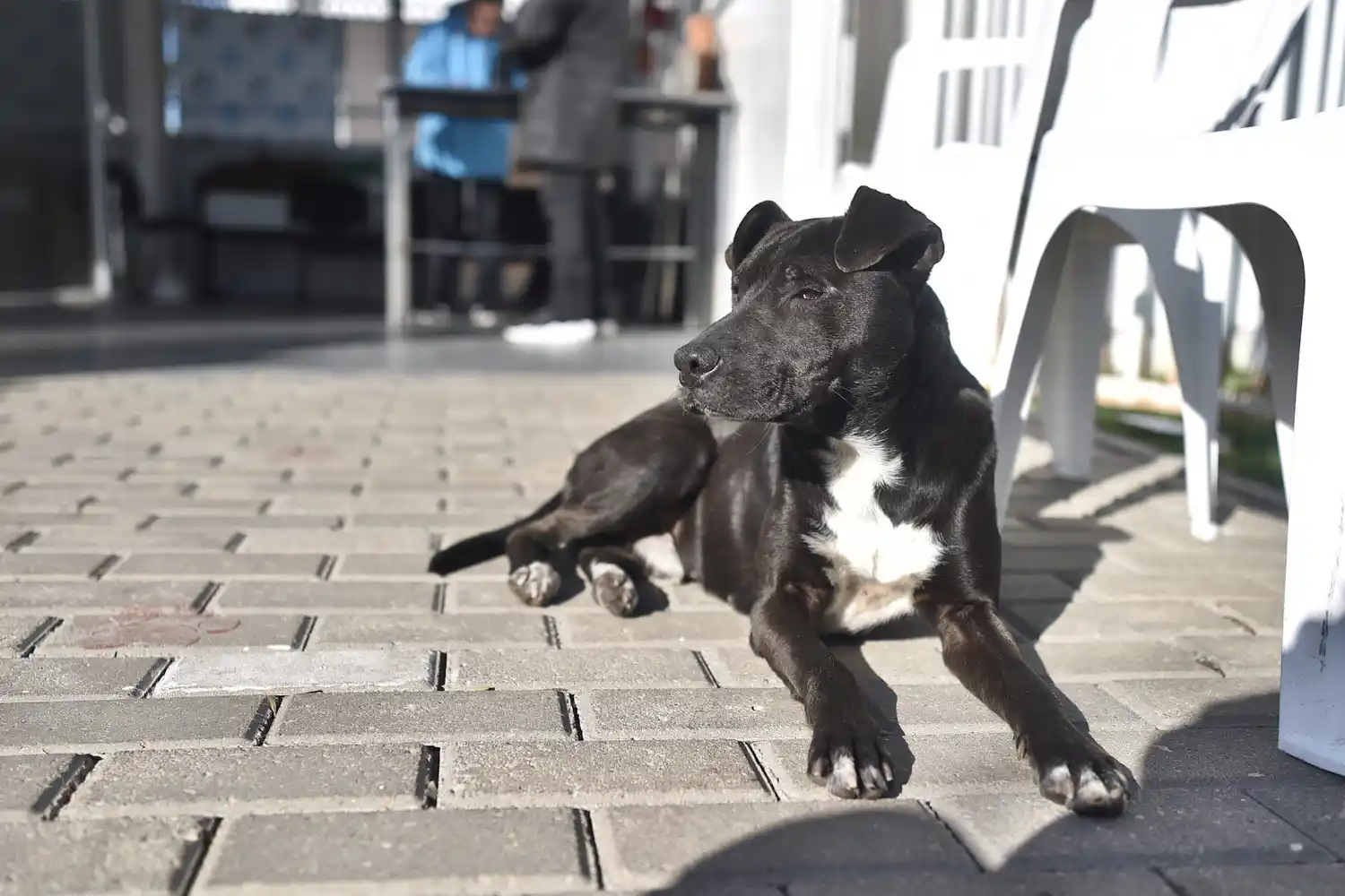 Convocatoria para el concurso fotográfico “Nuestros animales de compañía”