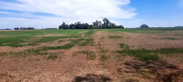 Por la sequía, habrá créditos y exención de impuestos en 12 municipios.