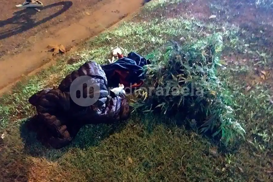 De nuevo: atraparon a menores llevando una planta “peculiar” envuelta en una campera