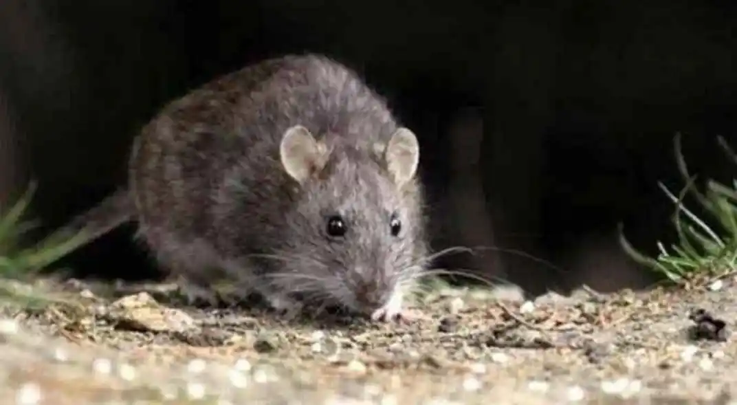 Hantavirus en la Provincia: Qué municipios tienen casos confirmados de este virus letal