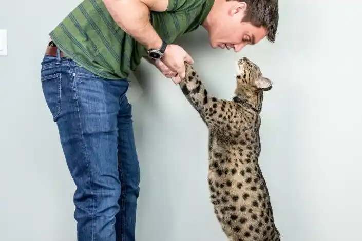 Su nombre es Fenrir y es el gato más alto con vida en el mundo: mide más de 47 cm