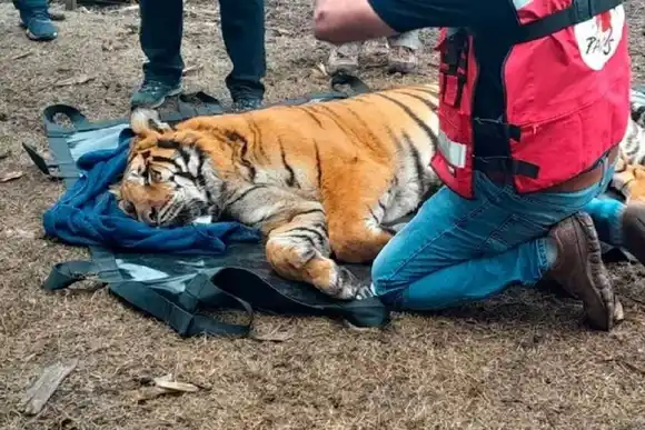 Rescataron a dos tigres de bengala que vivían en cautiverio en Buenos Aires