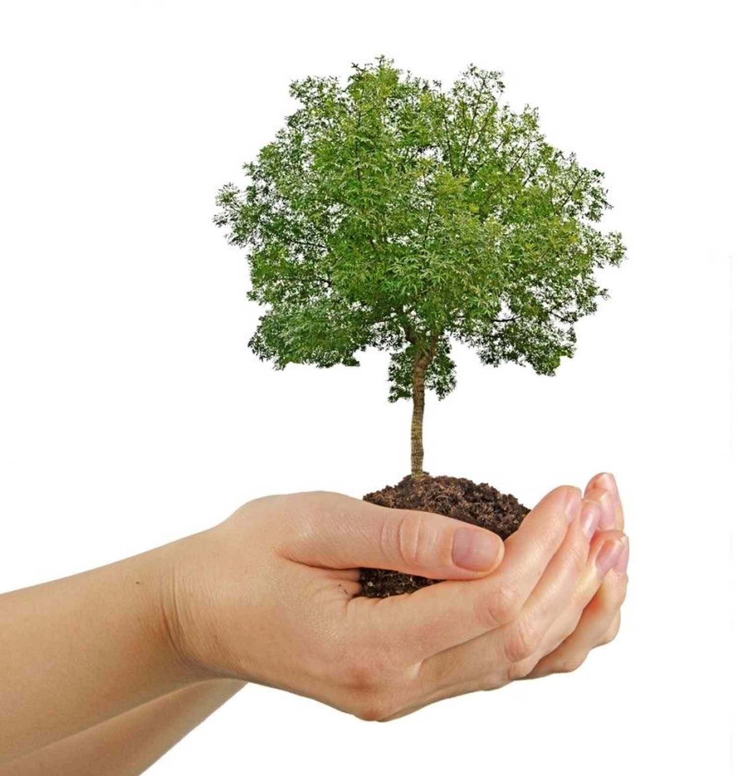 Plantarán un árbol por cada nacimiento