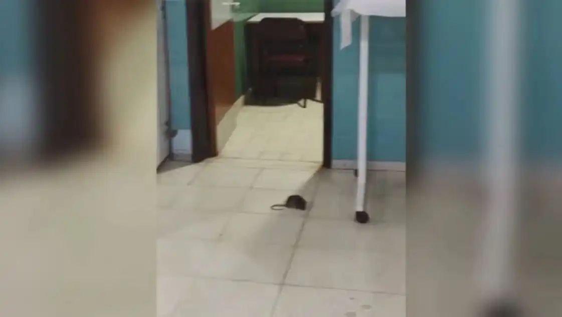 Anestesióloga denunció que hay ratas en quirófanos del Hospital Penna de Bahía Blanca