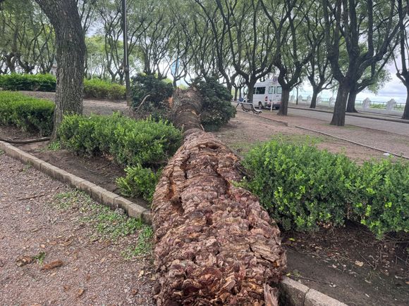 Cayó una palmera en la plazoleta Fray Cayetano Rodríguez
