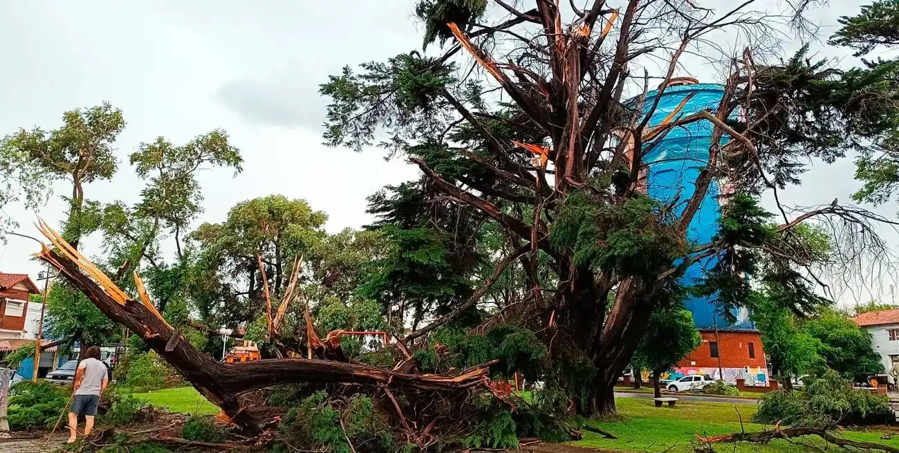 Árboles caídos y chapas voladas, algunas de las consecuencias del paso de la tormenta. Crédito: @nachomelucci