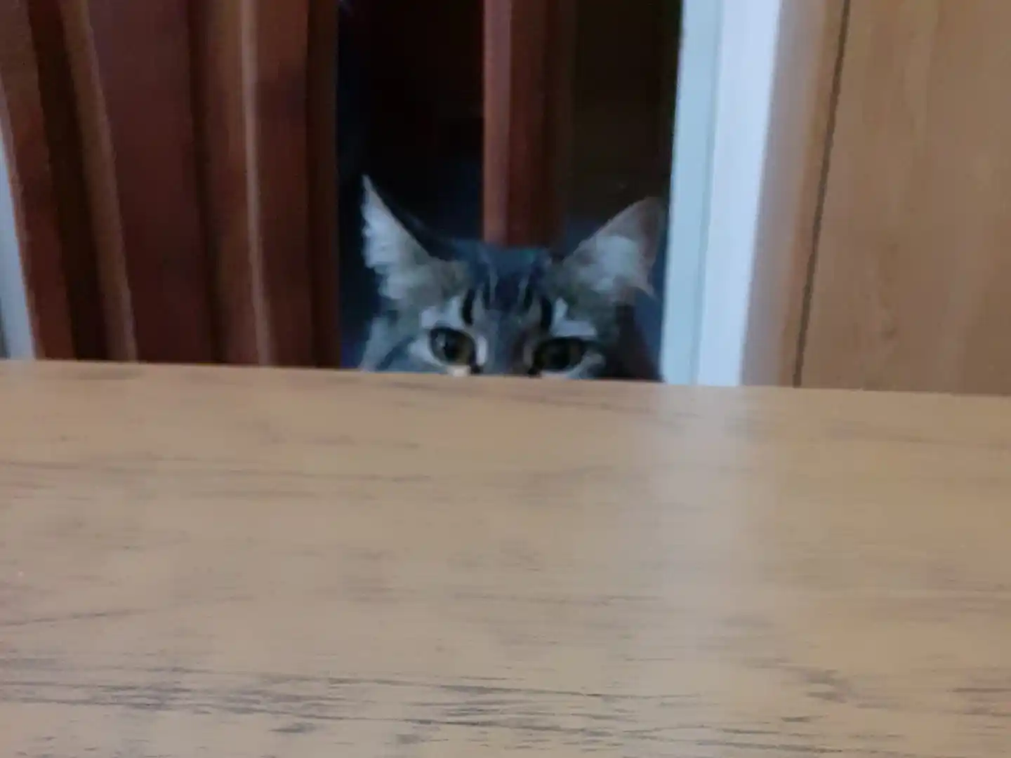 Todos los gatos, el gato