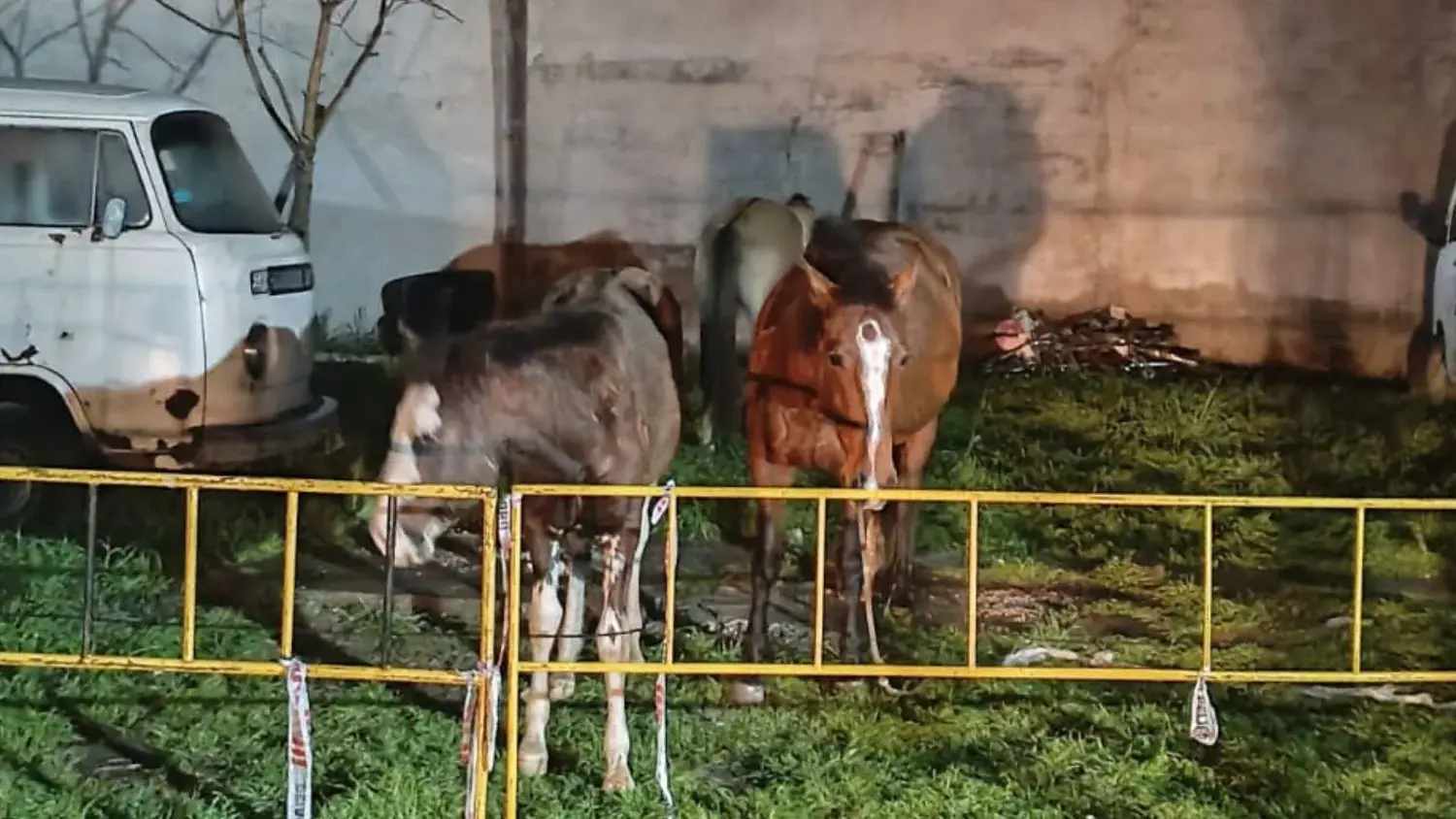Dentro de los operativos realizados se secuestraron tres equinos sueltos que se hallaban en el camino Lucio Mansilla.
