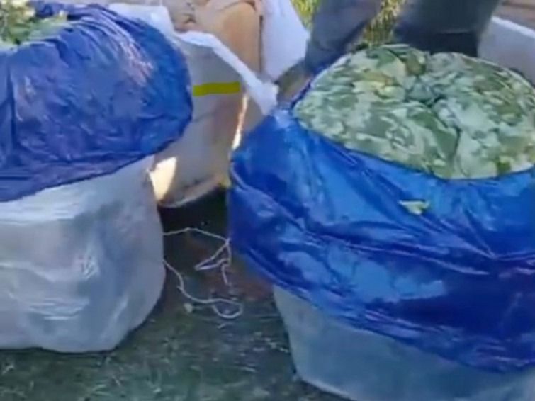 Ruta 34: Secuestraron más de 220 kilos de hojas de coca en encomiendas