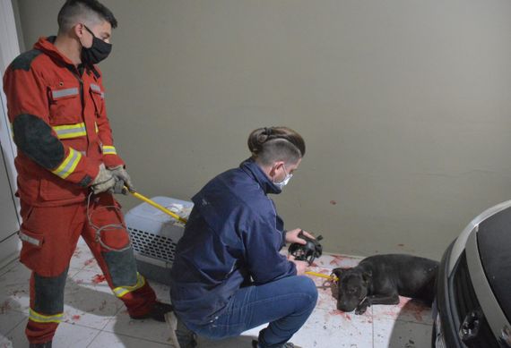 En medio de distintas versiones, convocarán a una reunión a la dueña del pitbull
