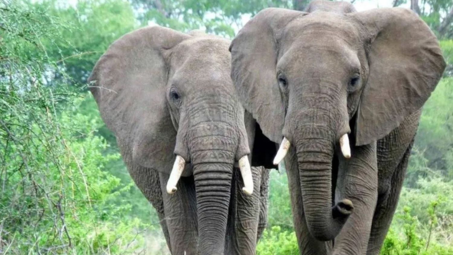 Un elefante reconoció al veterinario que le salvó la vida hace 12 años