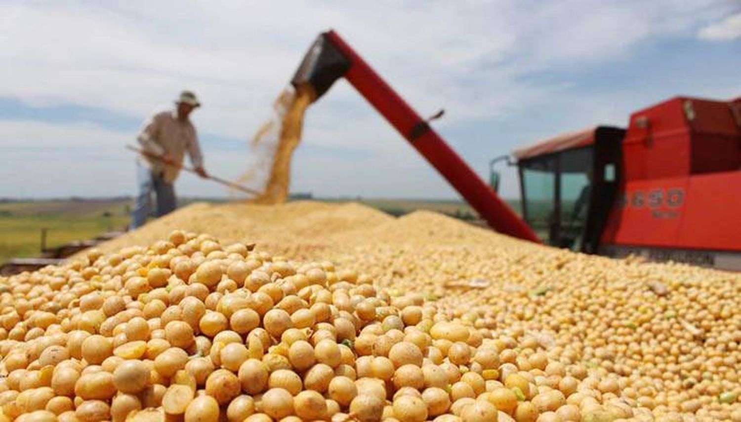 Como en el mundo, en Argentina es preocupante la caída de  proteína en soja